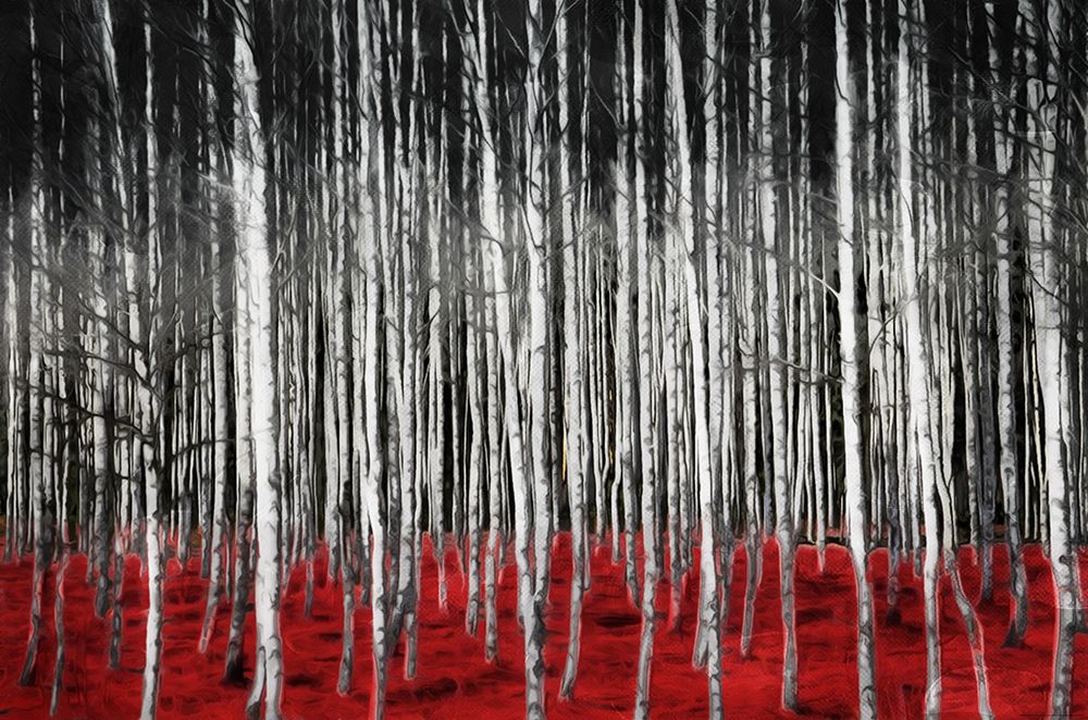 Birch In The Woods At Night art print by Milli Villa for $57.95 CAD