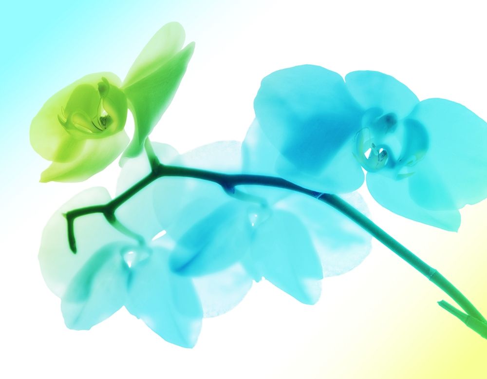 Electric Orchids art print by Milli Villa for $57.95 CAD