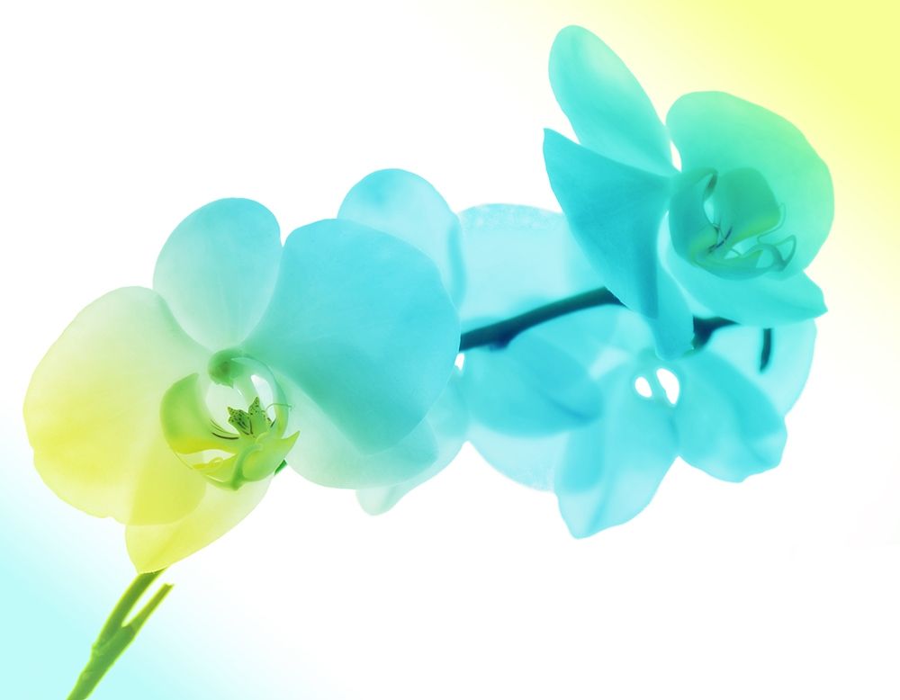 Electric Orchids 2 art print by Milli Villa for $57.95 CAD