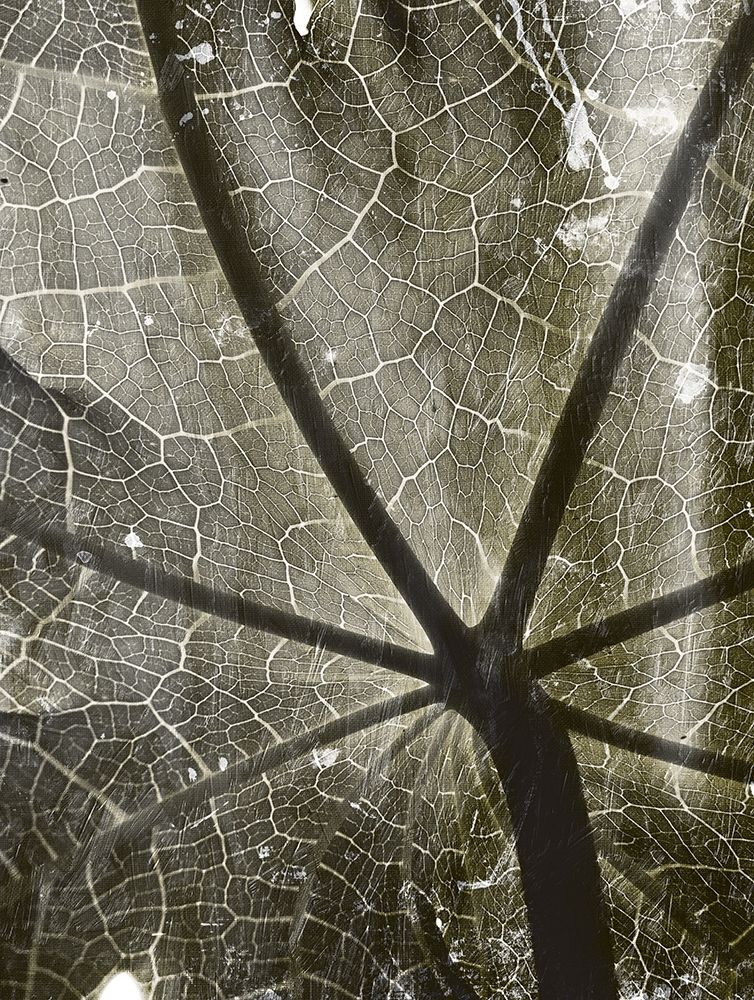 Leaf Umbrella art print by Milli Villa for $57.95 CAD