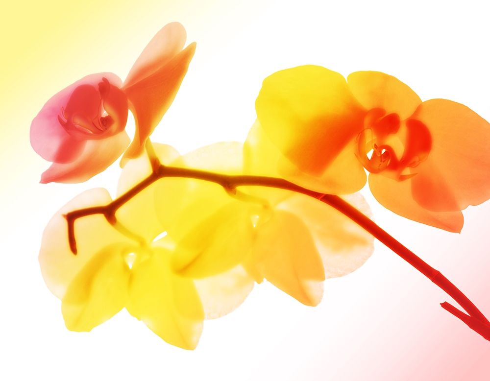 Sunny Electric Orchids art print by Milli Villa for $57.95 CAD