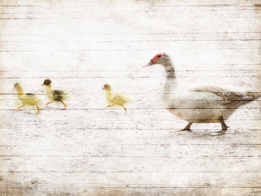 Duck Duck Duck art print by Milli Villa for $57.95 CAD