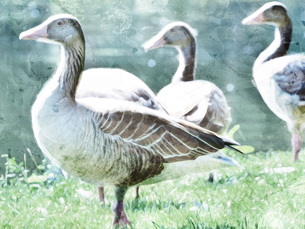 Goose Crew art print by Milli Villa for $57.95 CAD