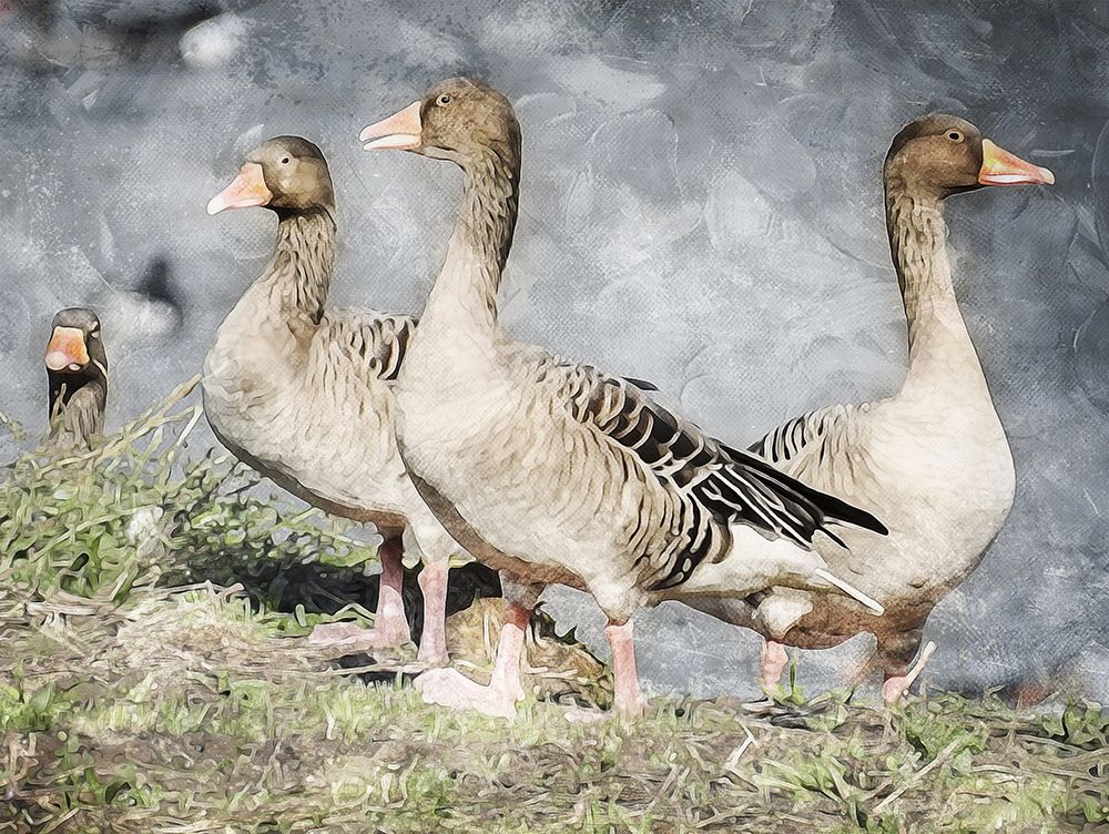 Goose Crew Too art print by Milli Villa for $57.95 CAD