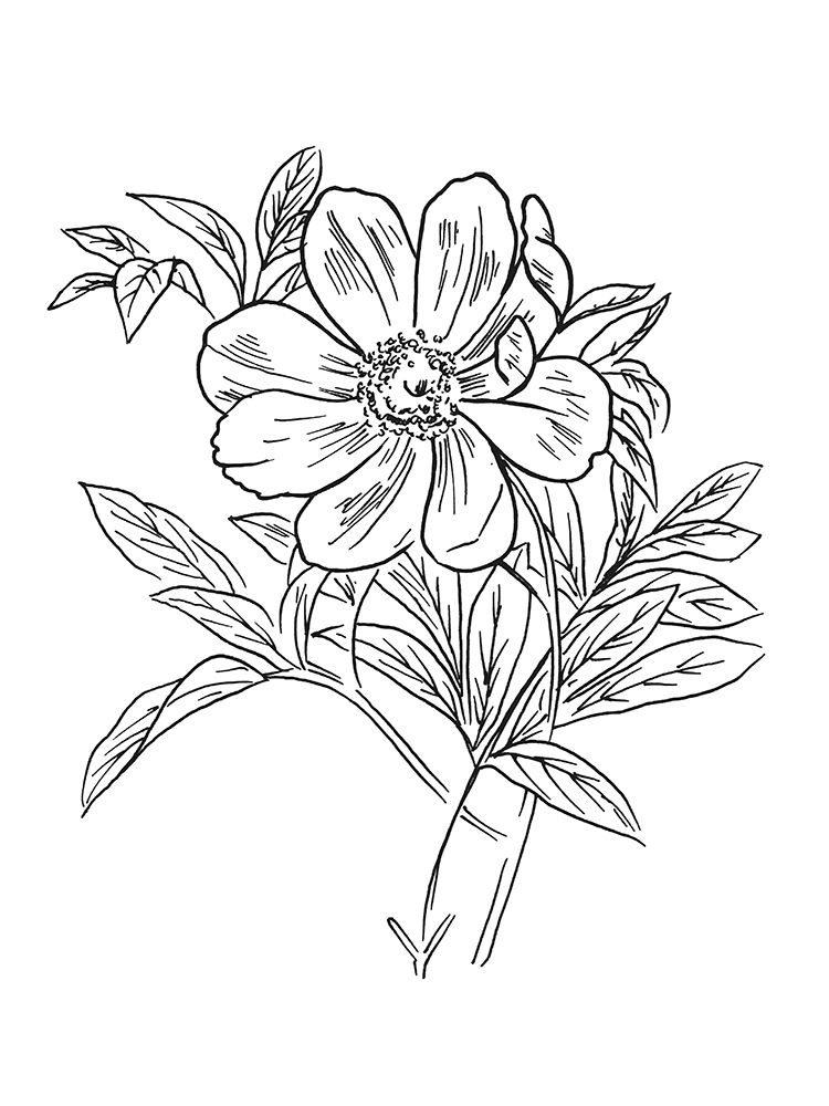 Lined Flowers Mate art print by Milli Villa for $57.95 CAD