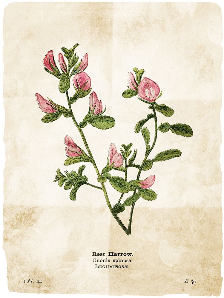 Flower Page art print by Milli Villa for $57.95 CAD