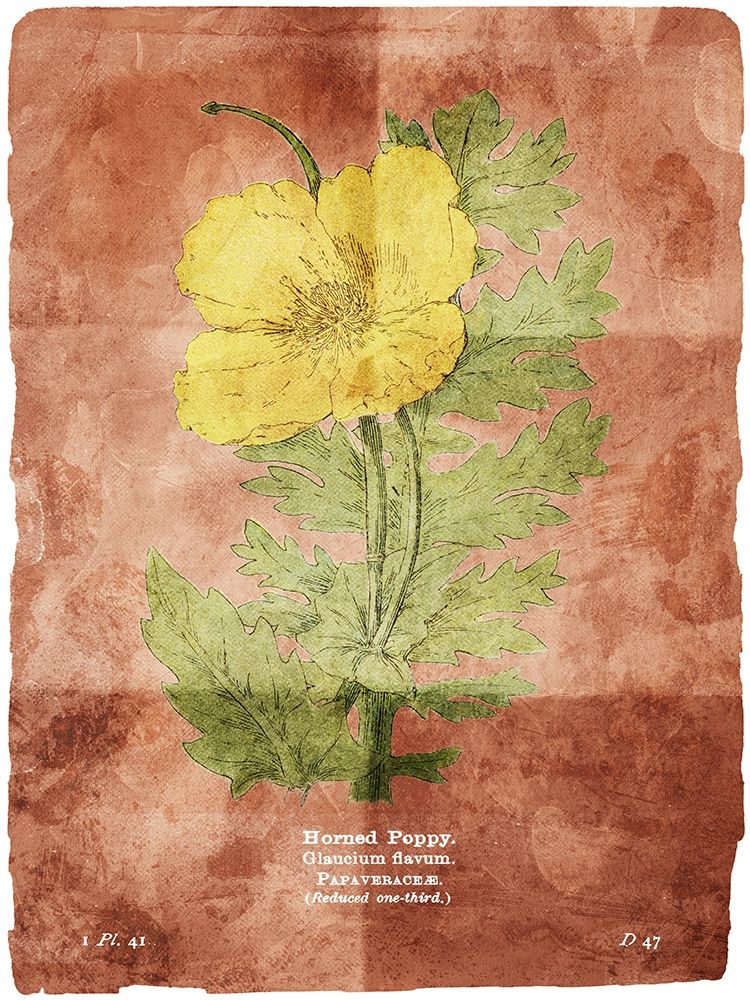 Flower Page Two Brown art print by Milli Villa for $57.95 CAD