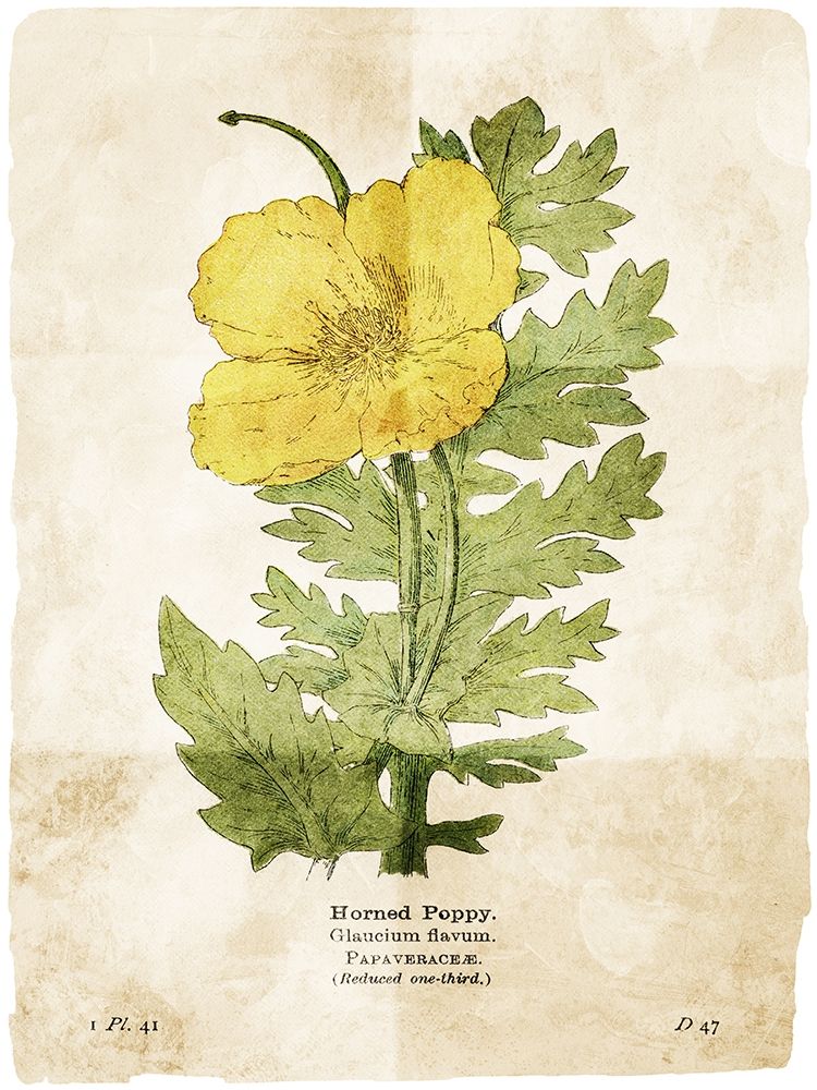 Flower Page Two art print by Milli Villa for $57.95 CAD