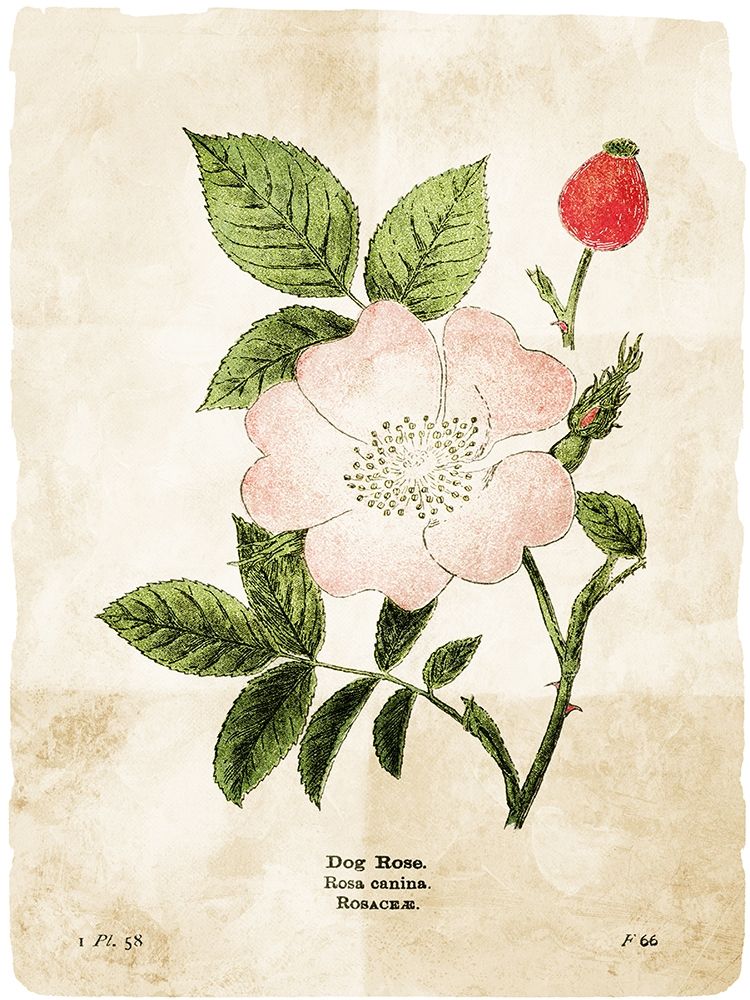 Flower Page Three art print by Milli Villa for $57.95 CAD