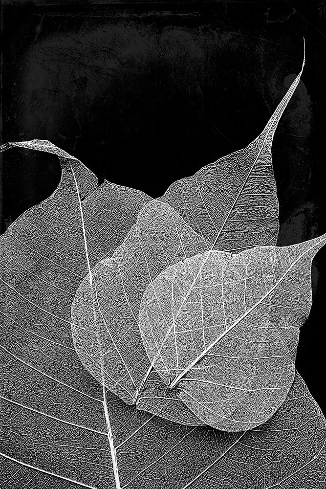 Leaves In The Dark art print by Milli Villa for $57.95 CAD