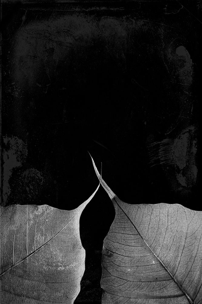 Leaves In The Dark Again art print by Milli Villa for $57.95 CAD