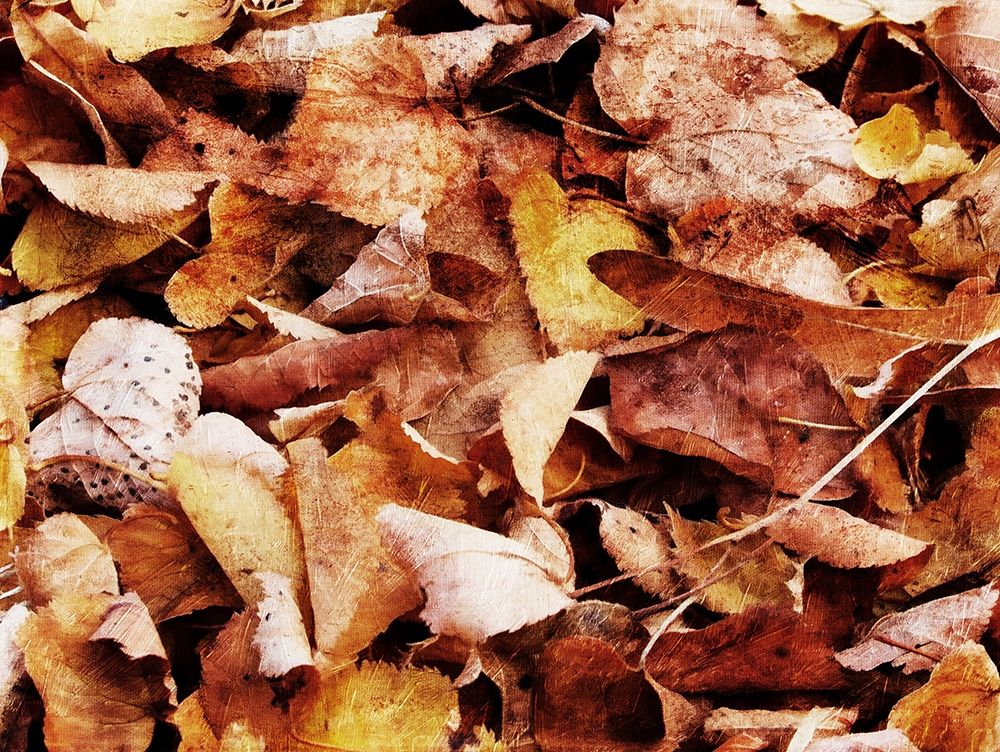 Group Of Leaves art print by Milli Villa for $57.95 CAD