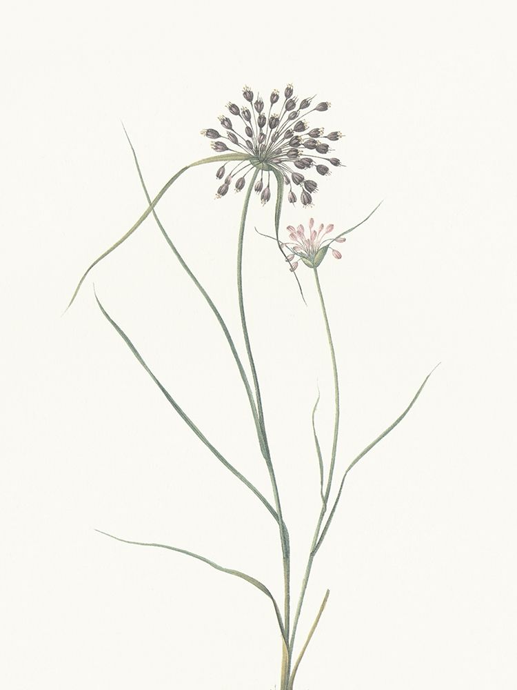 Sprout art print by Milli Villa for $57.95 CAD