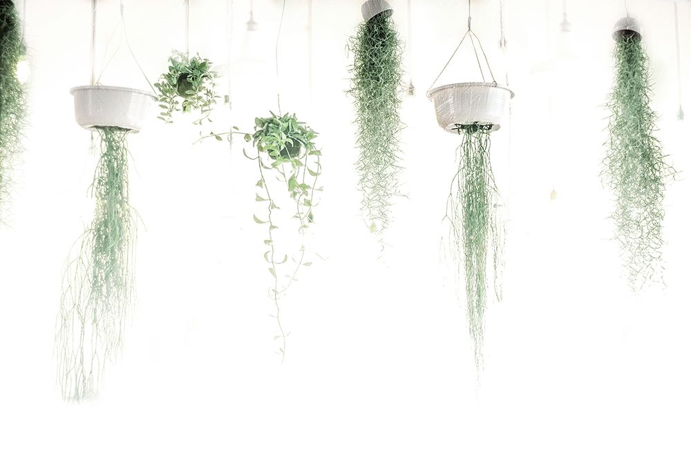 High Plants art print by Milli Villa for $57.95 CAD