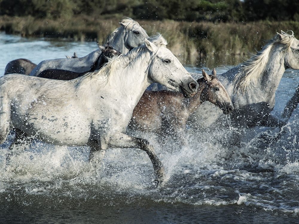 Running Horses art print by Milli Villa for $57.95 CAD