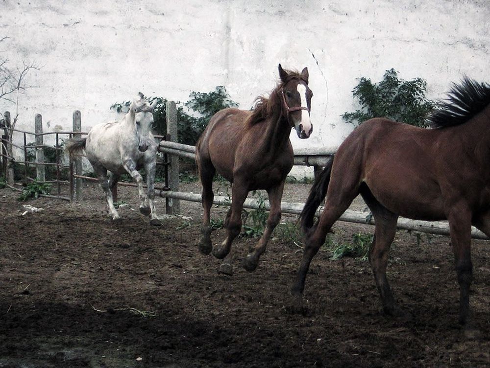 Horses Down The Dirt Road art print by Milli Villa for $57.95 CAD