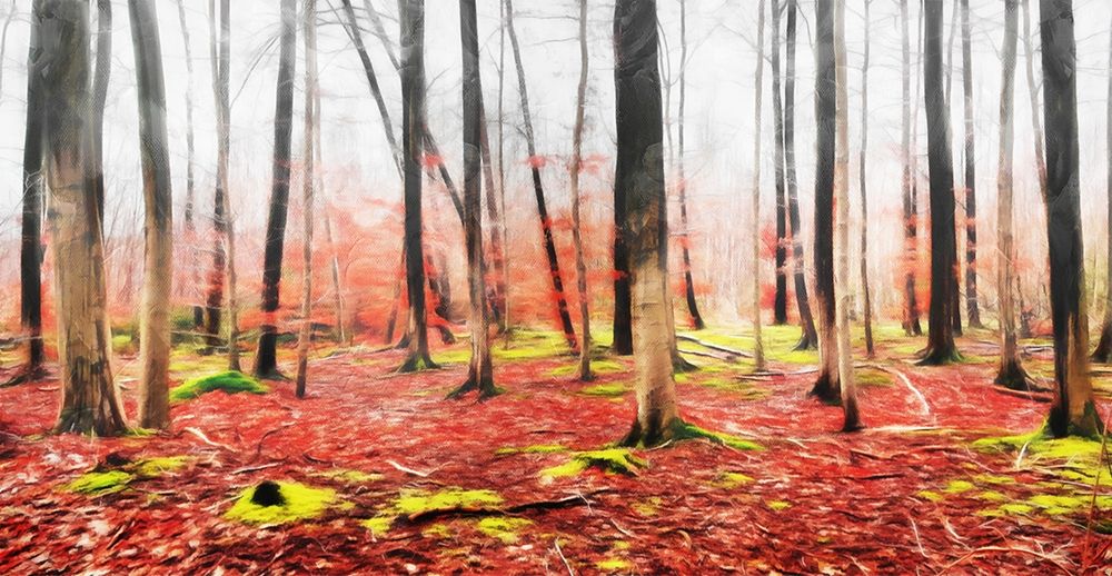 Fall In The Woods art print by Milli Villa for $57.95 CAD