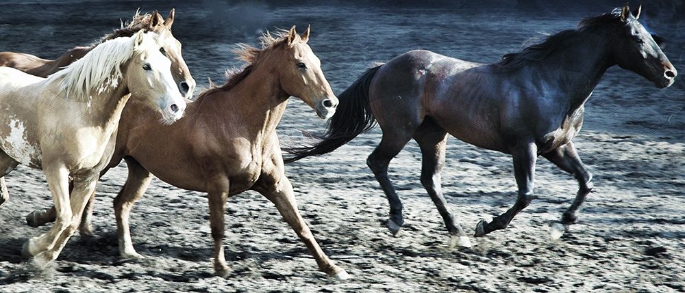 Lets Go Horses art print by Milli Villa for $57.95 CAD