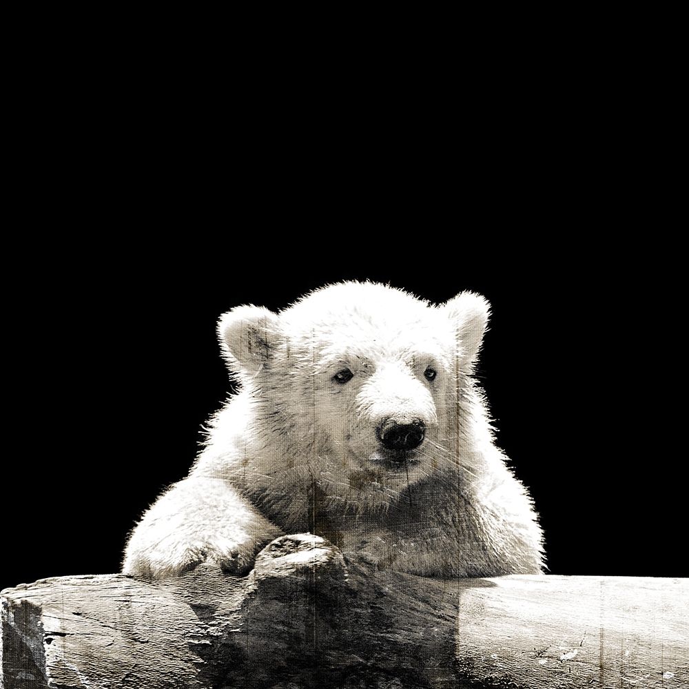 Polar Looks art print by Milli Villa for $57.95 CAD