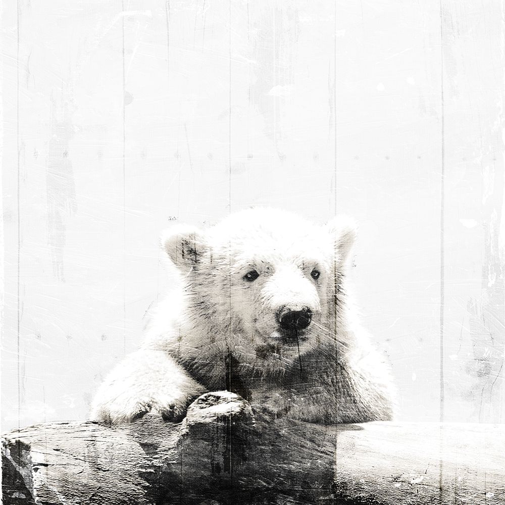 Polar Looks White art print by Milli Villa for $57.95 CAD