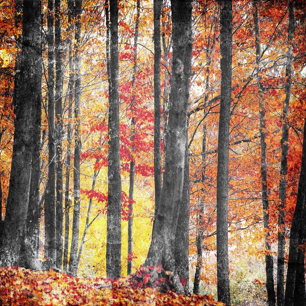Fall In The Woods art print by Milli Villa for $57.95 CAD