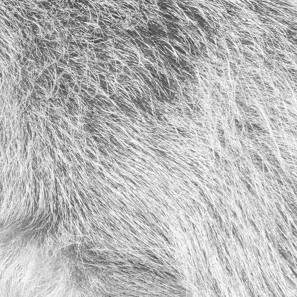 Silver Fur art print by Milli Villa for $57.95 CAD