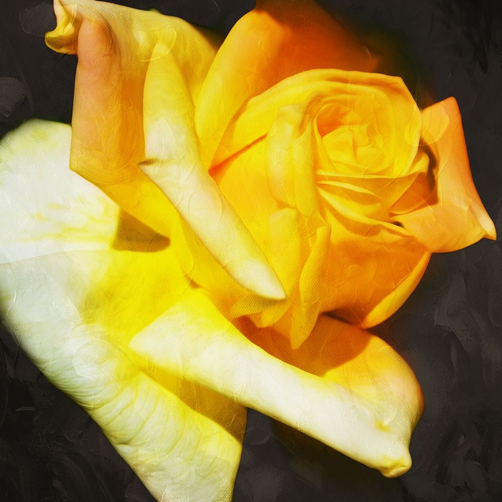 Yellow Rose art print by Milli Villa for $57.95 CAD