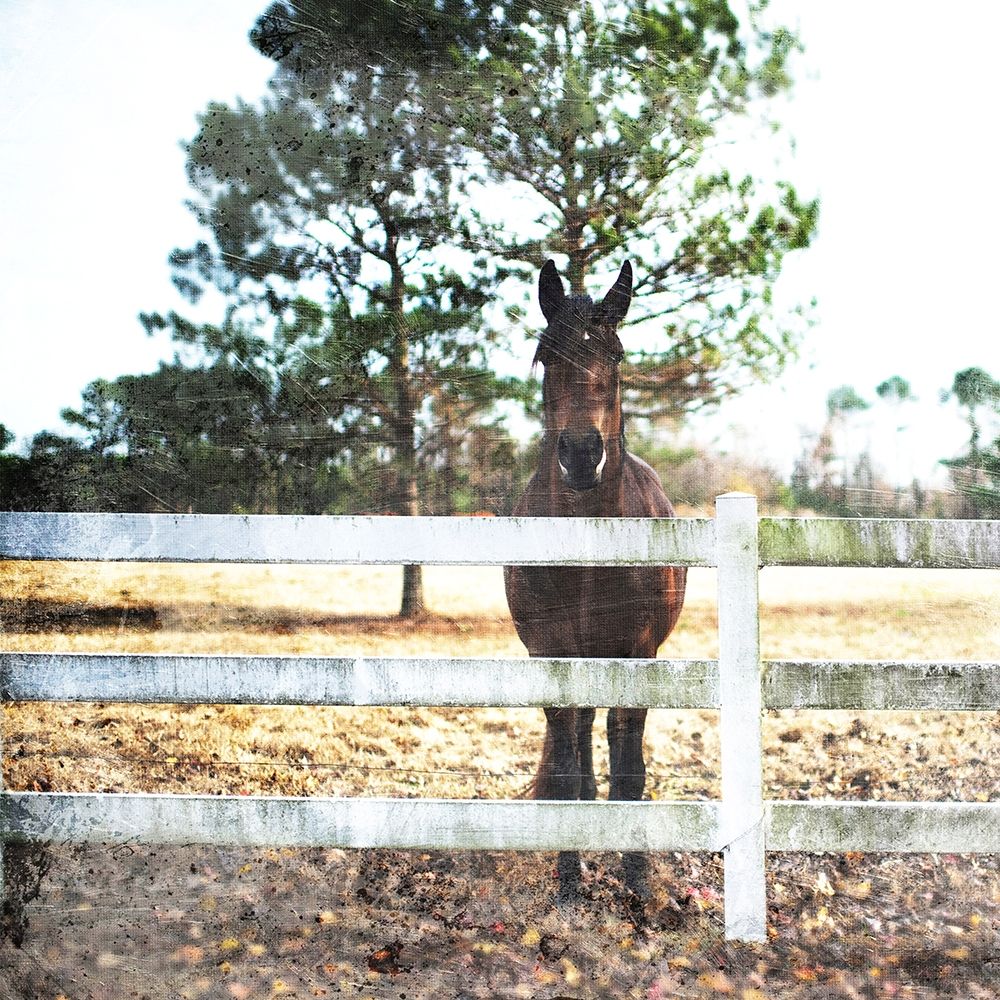 Horse Look art print by Milli Villa for $57.95 CAD