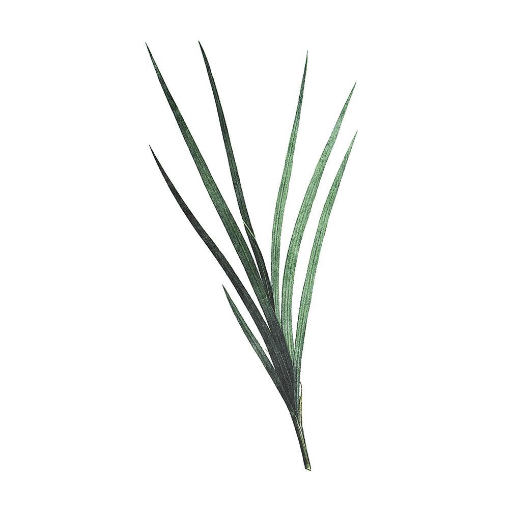 Green Leaves art print by Milli Villa for $57.95 CAD