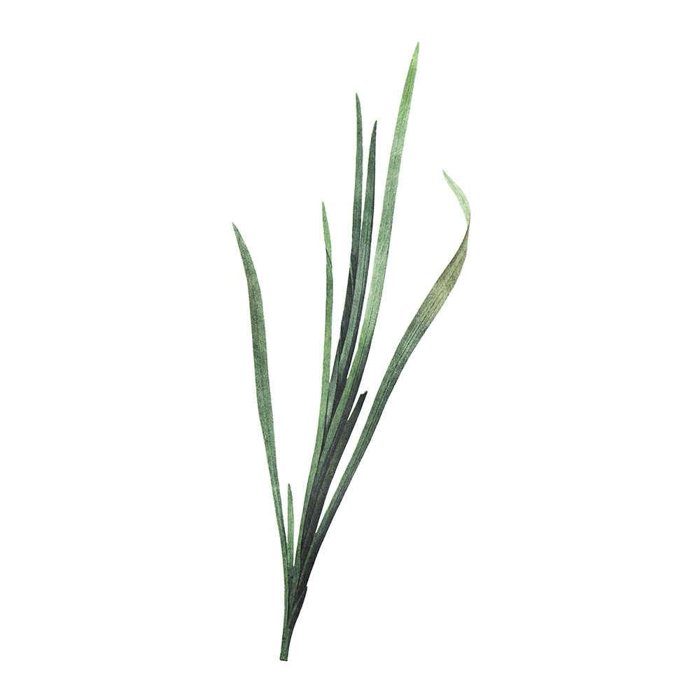 Green Leaves Two art print by Milli Villa for $57.95 CAD
