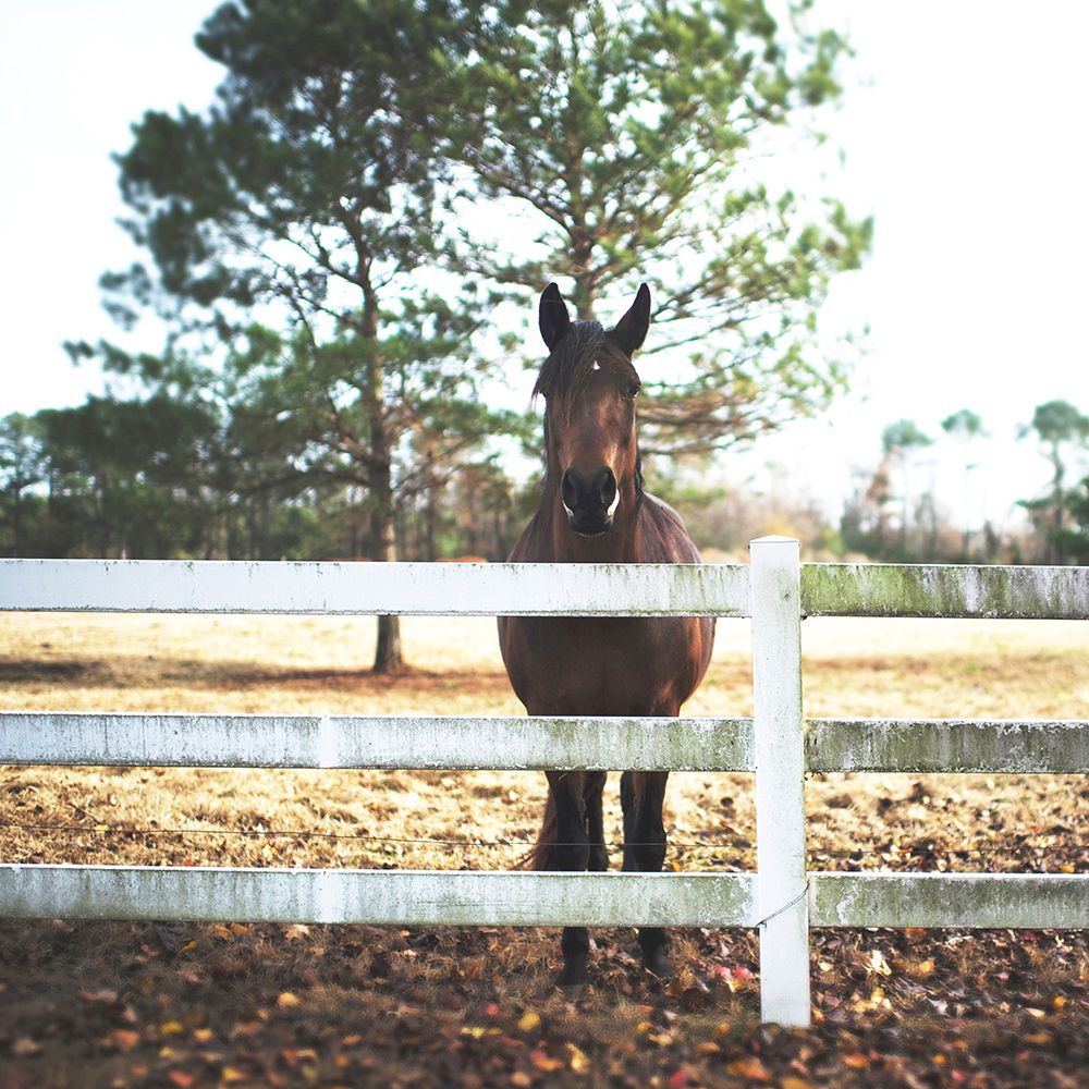 Horse Look 2 art print by Milli Villa for $57.95 CAD