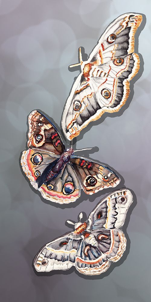 Butterfly 1 art print by Nichole Lorenzen for $57.95 CAD