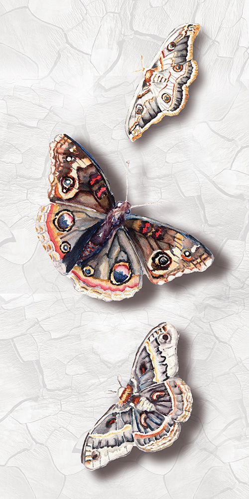 Butterfly 3 art print by Nichole Lorenzen for $57.95 CAD