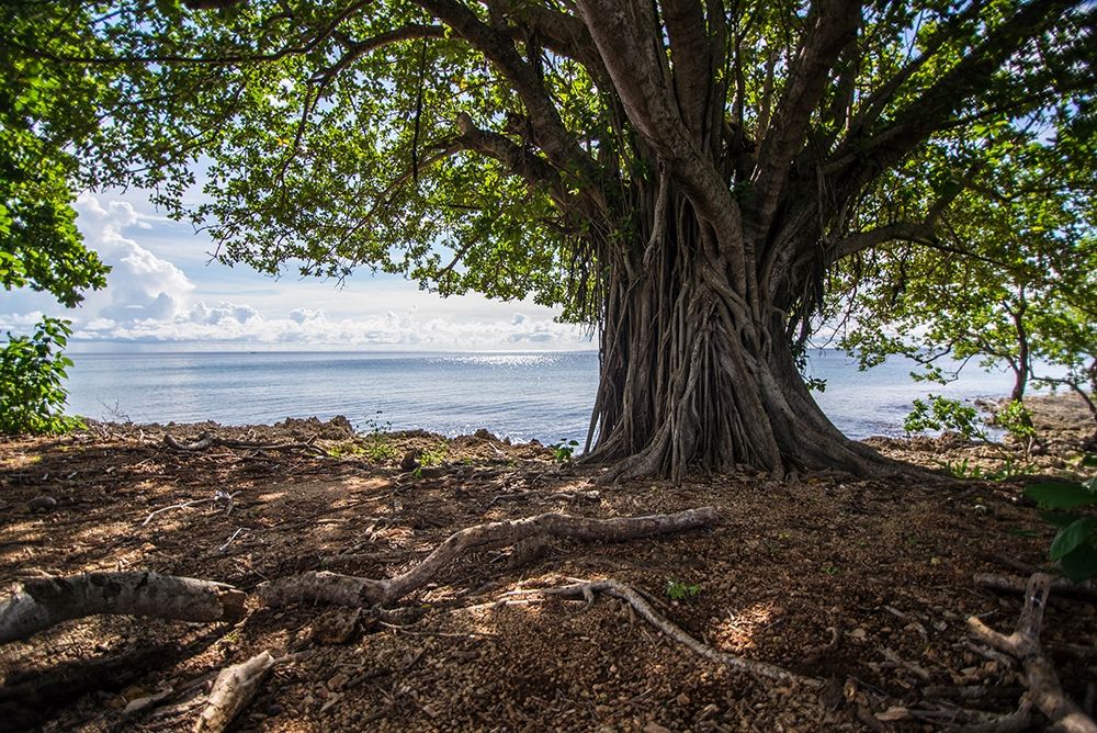 Shaded Tree art print by Orlando for $57.95 CAD