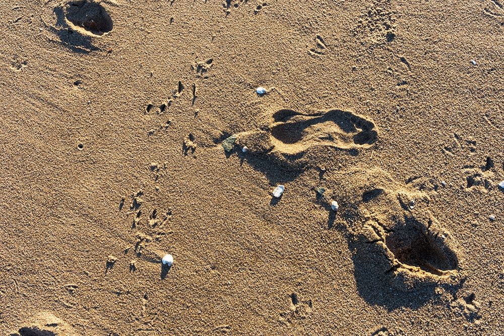 Foot Prints art print by Orlando for $57.95 CAD