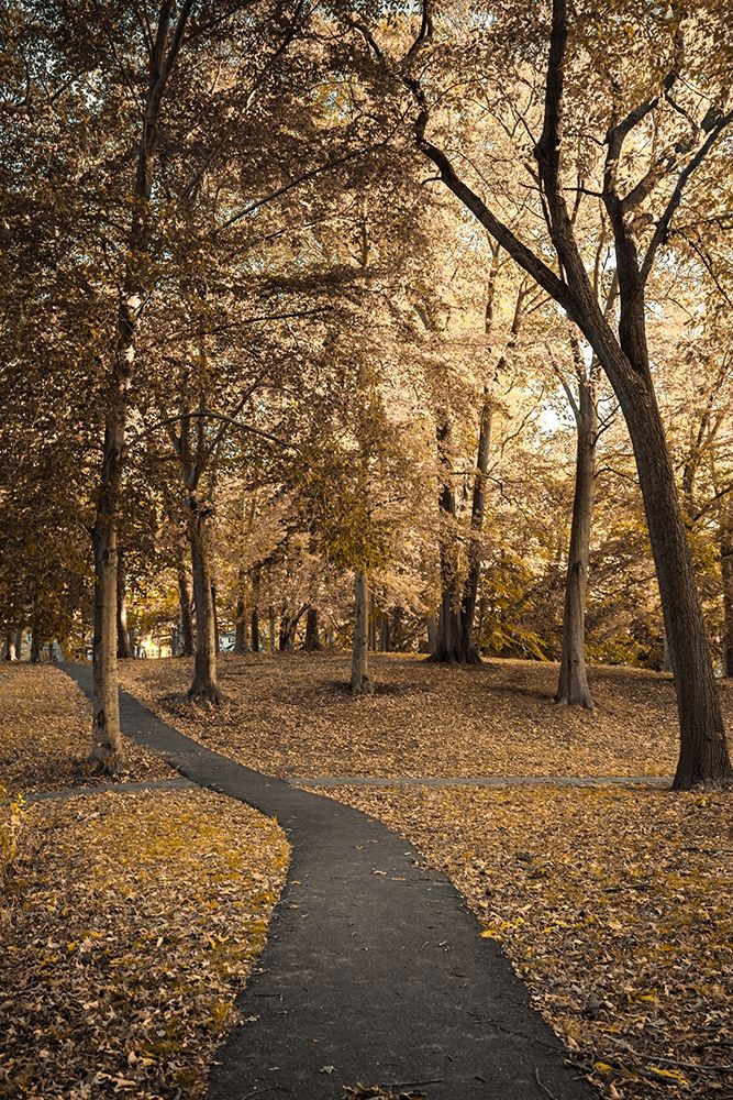 Wooded Path art print by Orlando for $57.95 CAD
