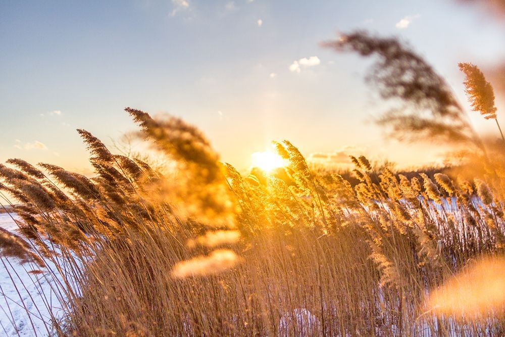 Marsh Grass art print by Orlando for $57.95 CAD
