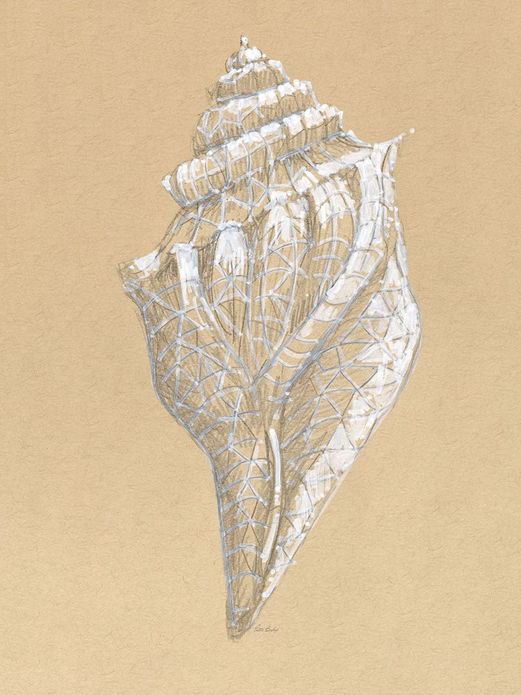 Drawing Conch art print by Patti Bishop for $57.95 CAD
