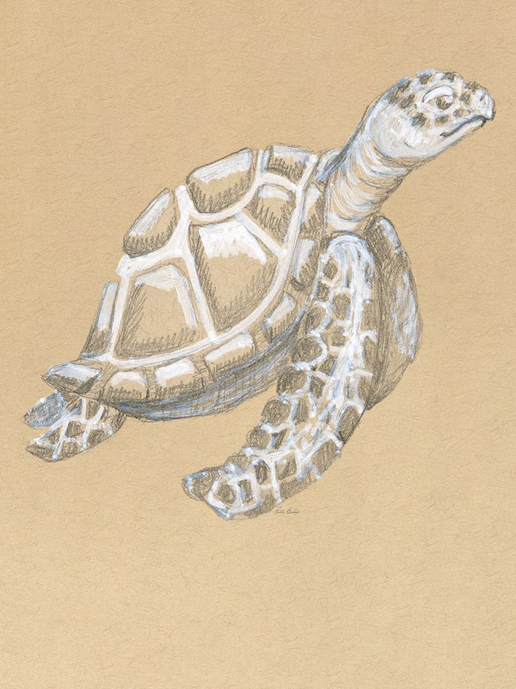 Drawing Turtle Side art print by Patti Bishop for $57.95 CAD
