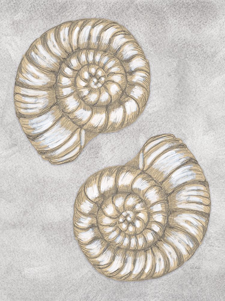 Spiral Shell Drawing Gray art print by Patti Bishop for $57.95 CAD