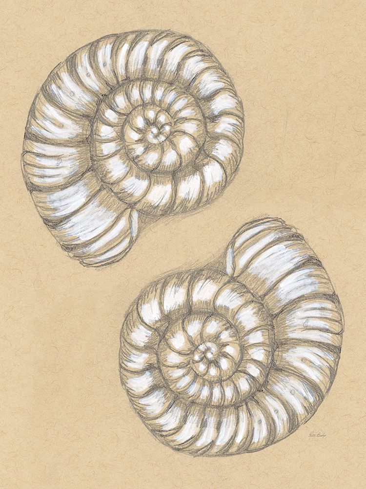Spiral Shell Drawing art print by Patti Bishop for $57.95 CAD