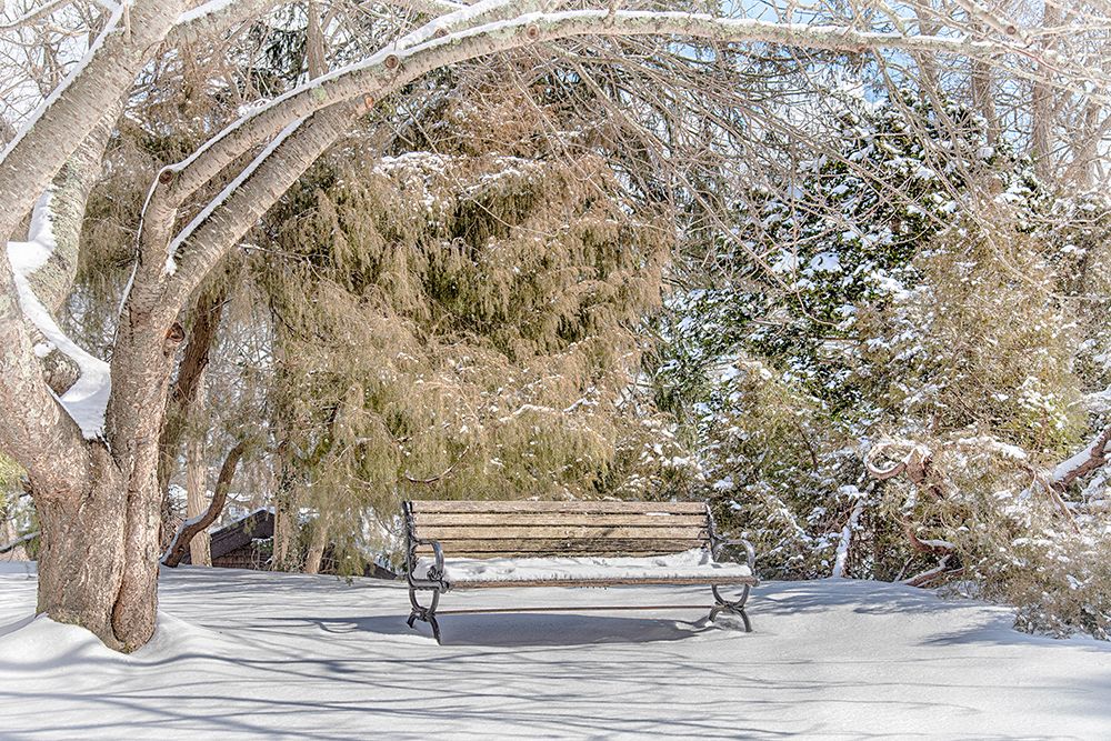 Arboretum 1 art print by Pat DeLuca for $57.95 CAD