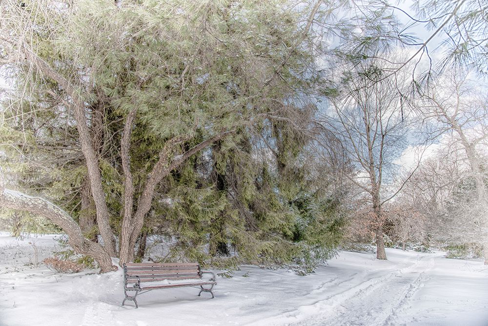 Arboretum 2 art print by Pat DeLuca for $57.95 CAD