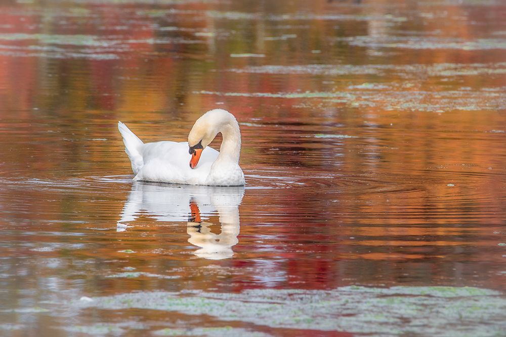 Mill Pond October art print by Pat DeLuca for $57.95 CAD