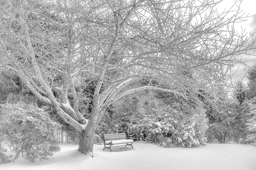 Aboretum December 2 art print by Pat DeLuca for $57.95 CAD