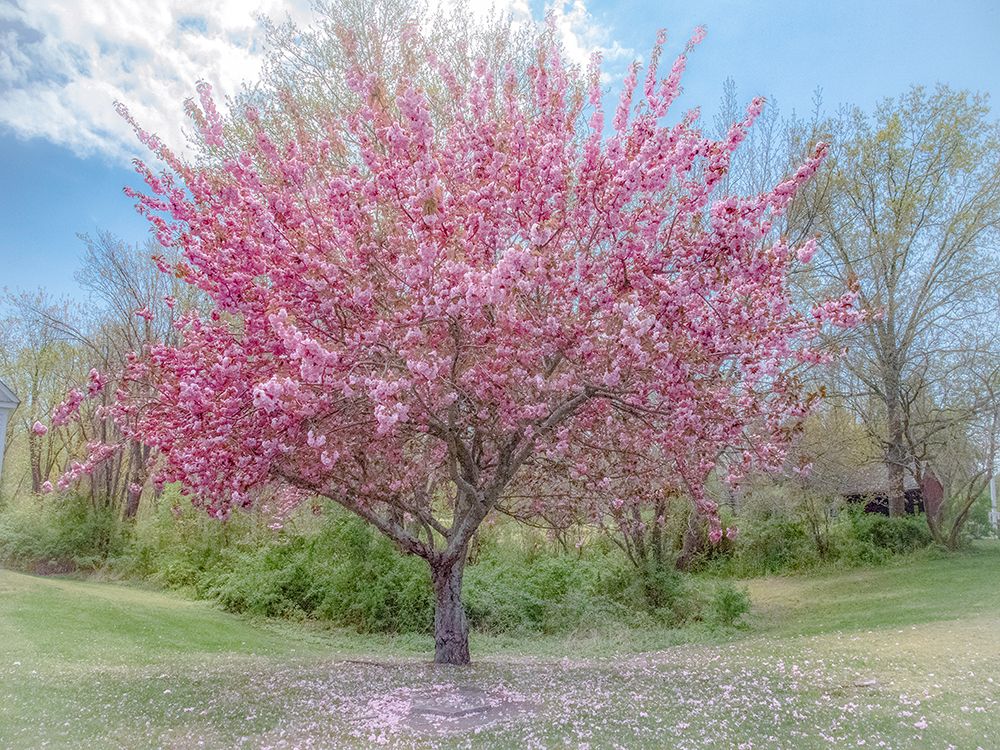 Full Bloom art print by Pat DeLuca for $57.95 CAD