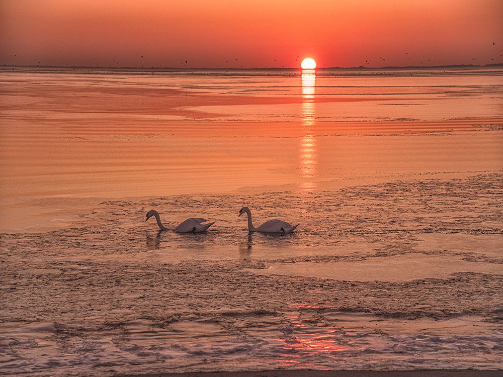 Sunrise Swim art print by Pat DeLuca for $57.95 CAD