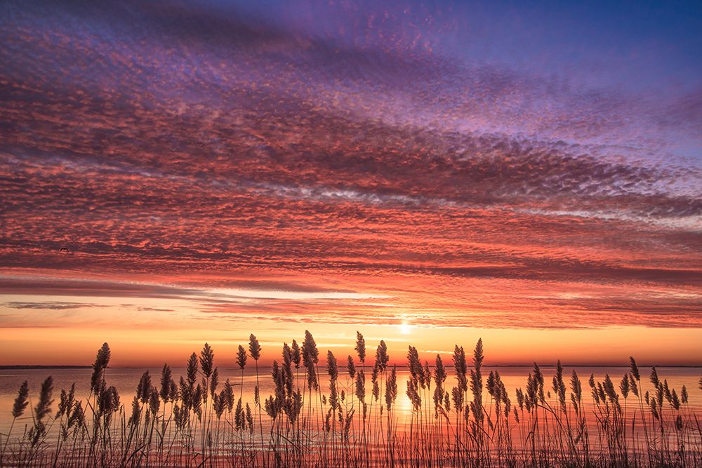 Marsh Sunrise art print by Pat DeLuca for $57.95 CAD