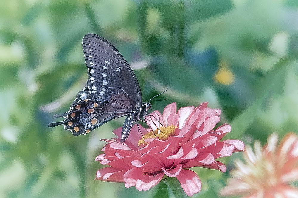 Majestic Reception 2 art print by Pat DeLuca for $57.95 CAD