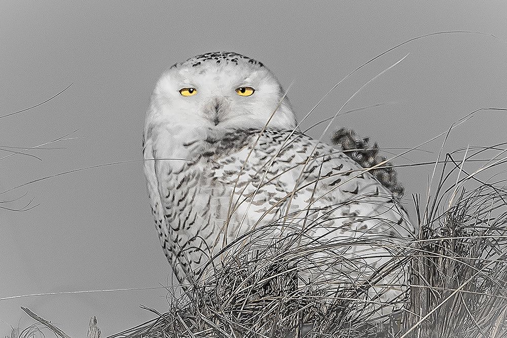Wilderness Of Patience art print by Pat DeLuca for $57.95 CAD
